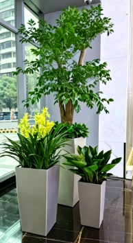 鄞州办公室花卉出租性能提升方法，实用有效